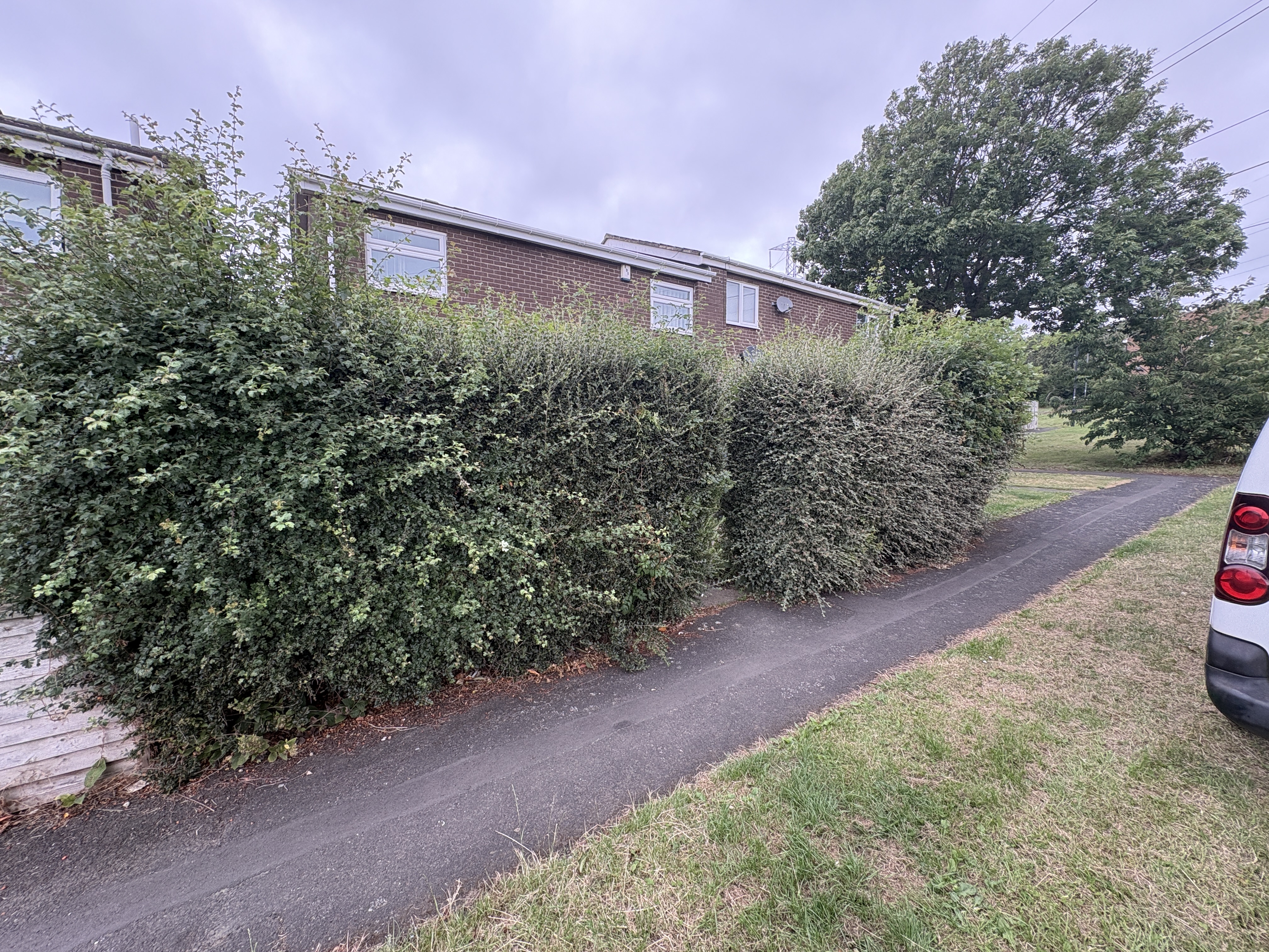 Hedge before trimming