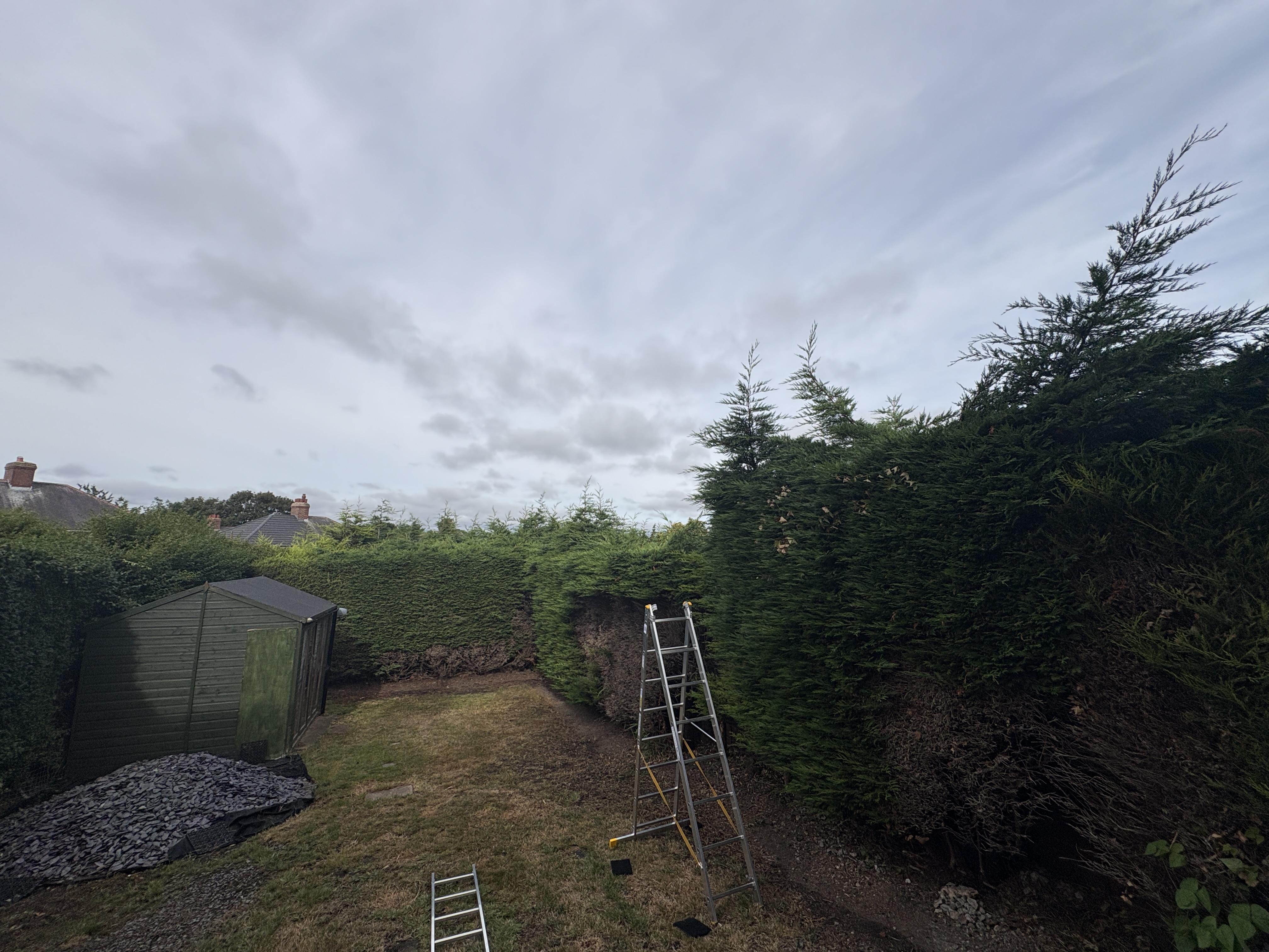 Tall conifer hedge before reduction