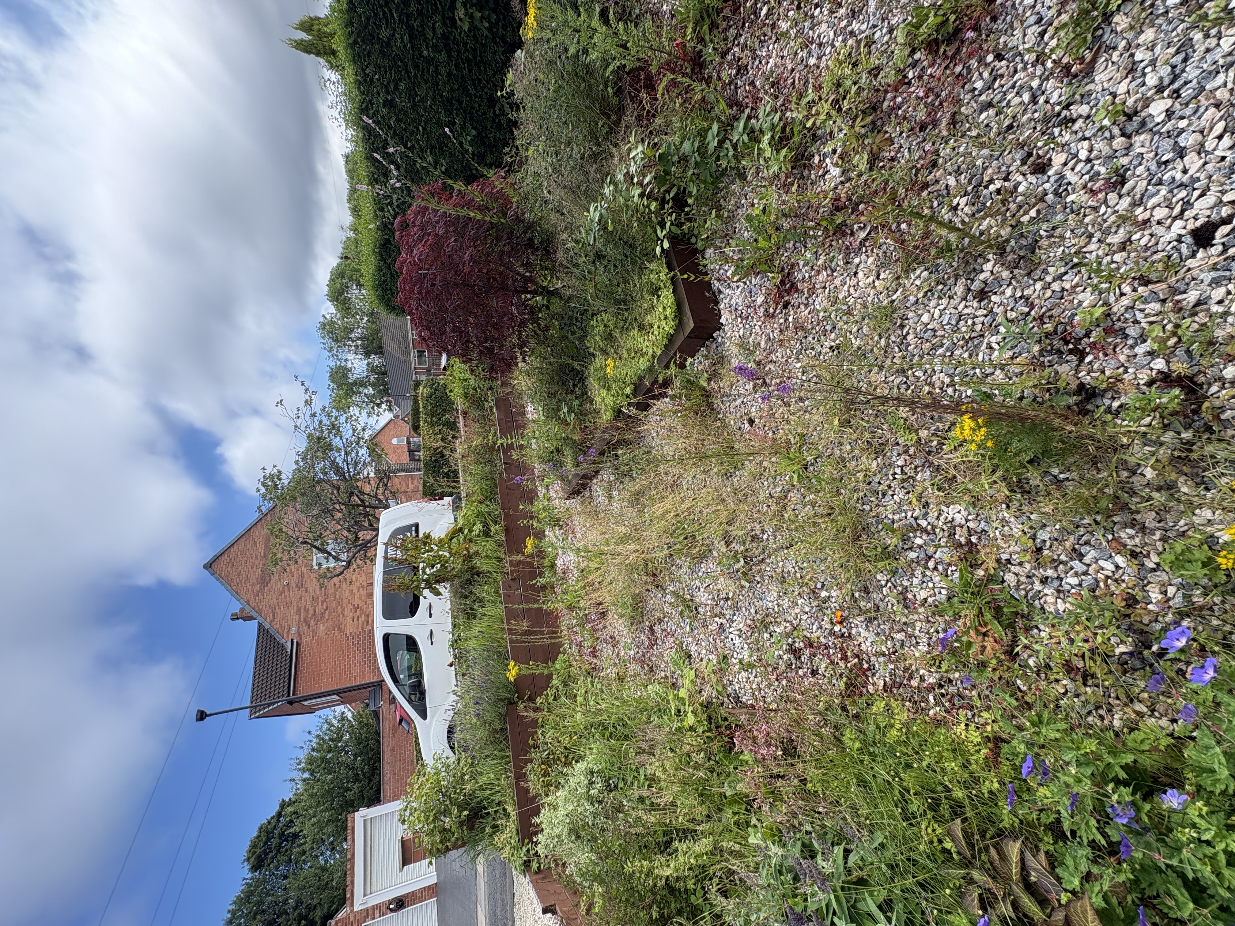 Gravel garden before weeding